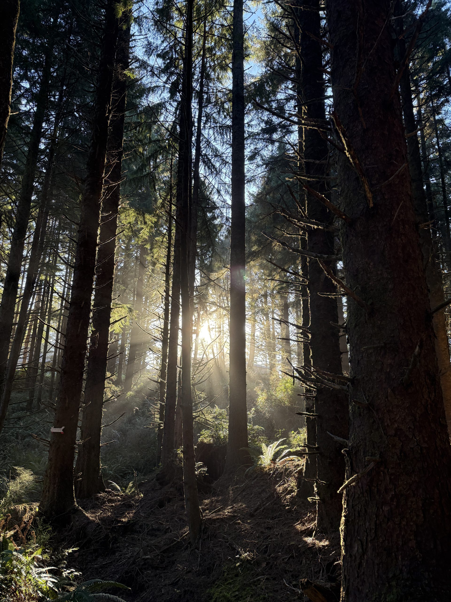 Light through trees