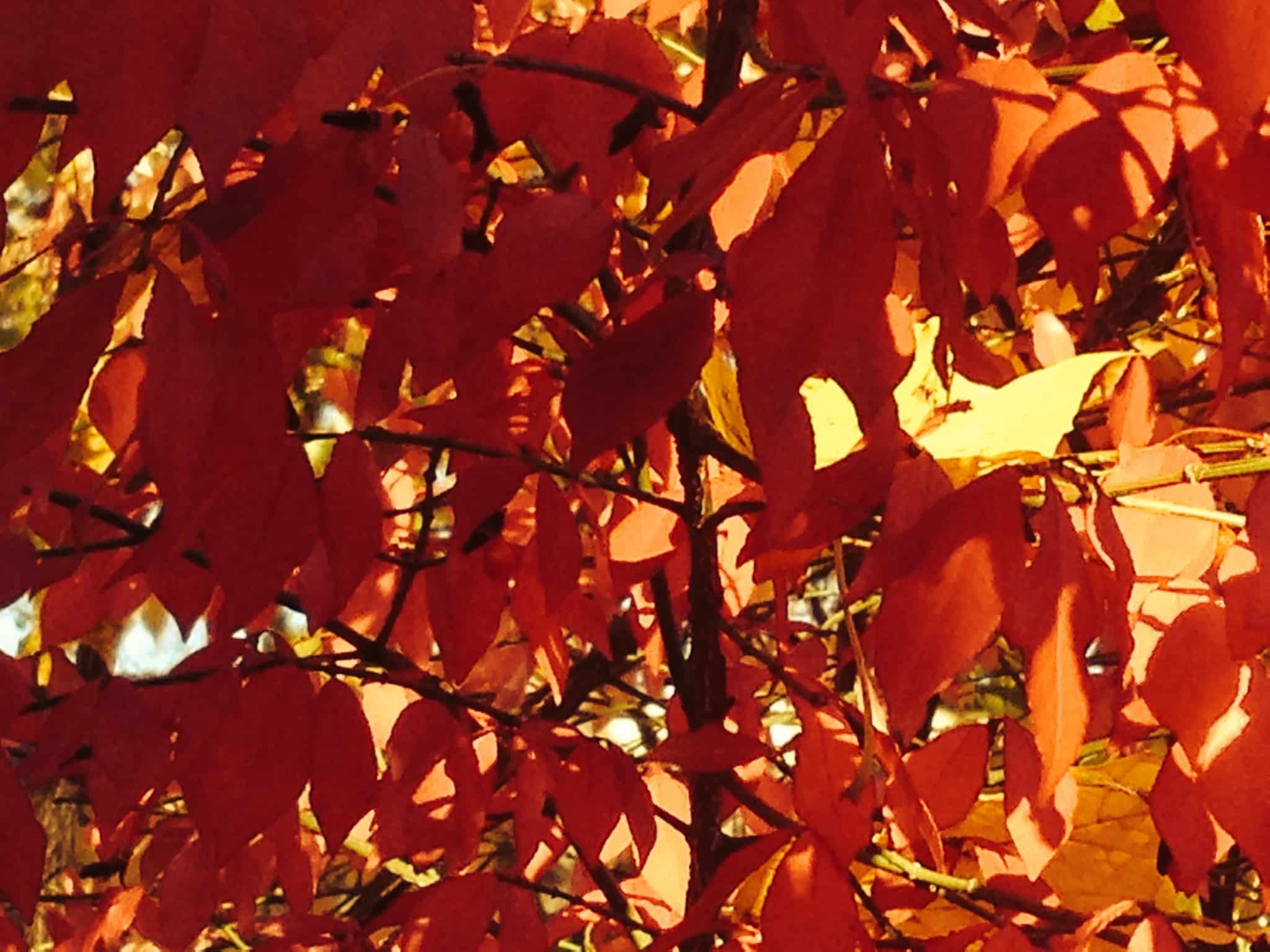 fall leaves